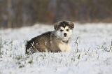 ALASKAN MALAMUTE 269